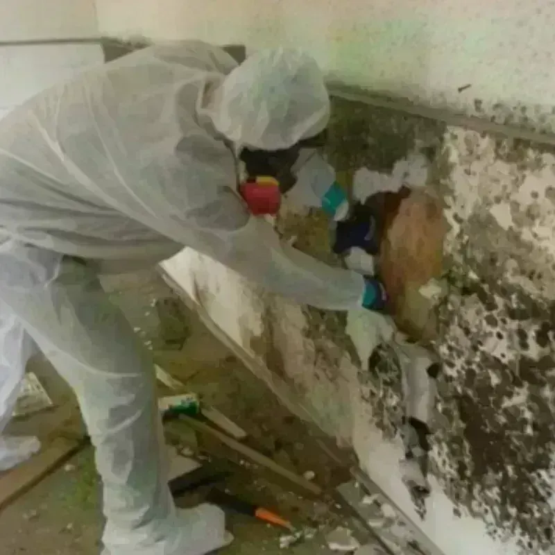 Mold Remediation and Removal in Cimarron, KS